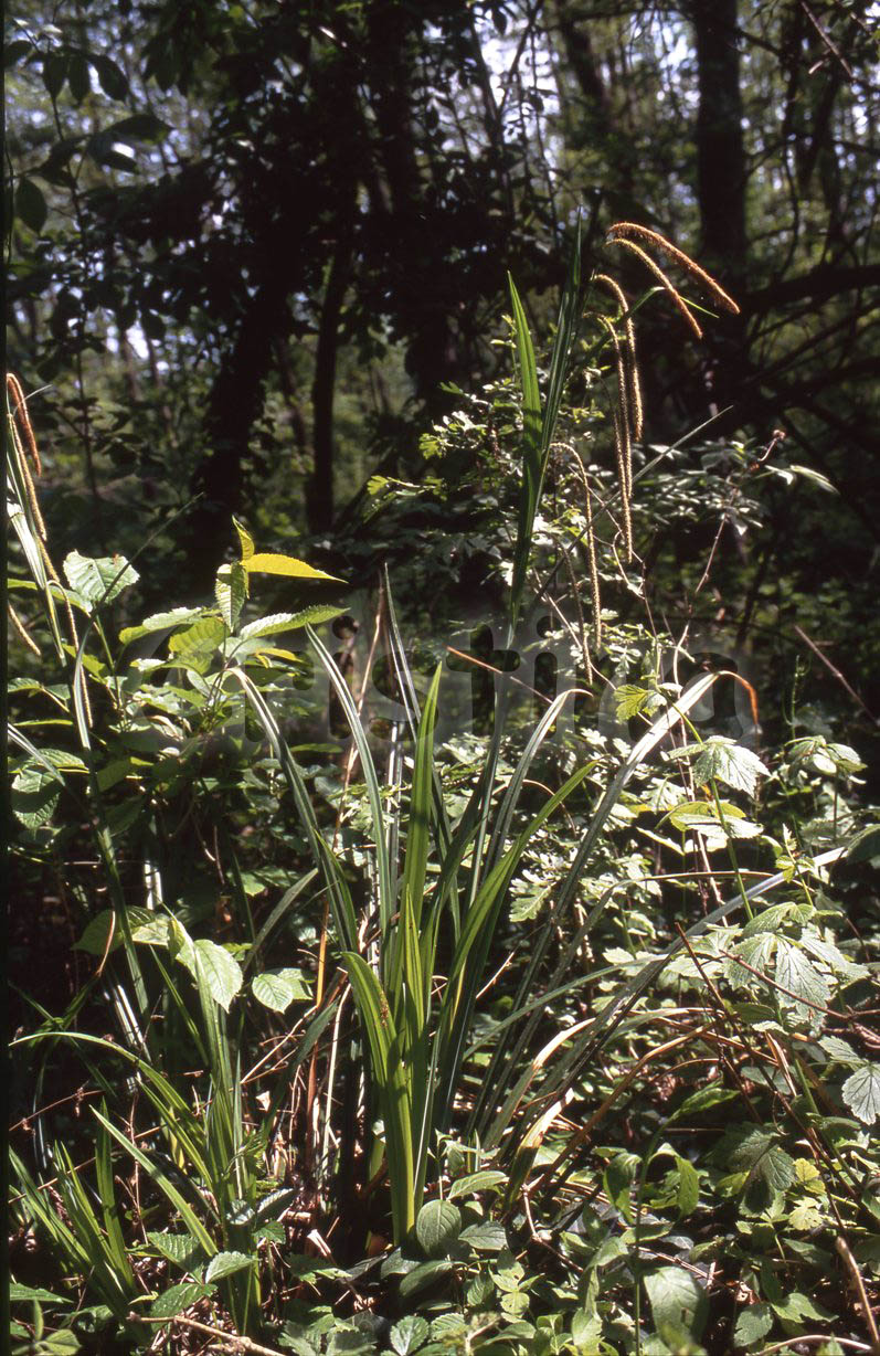 Carex pendula / Carice maggiore